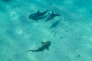 Bottlenose dolphins sharing their hunting ground with another species, a hammerhead shark
