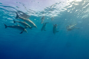 Snorkellers floating calmly at the surface while wild dolphins swim past at a distance