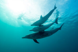 Three spotted dolphins moving as one, beneath the surface.