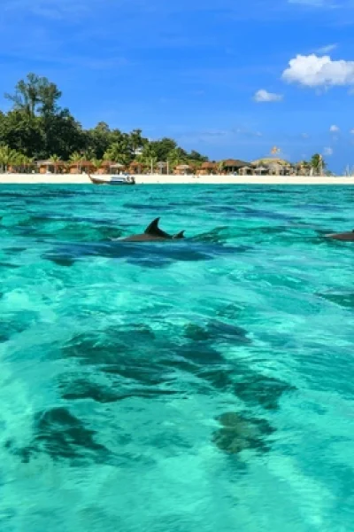 school-dolphins-front-pristine-white-600nw-2442637365